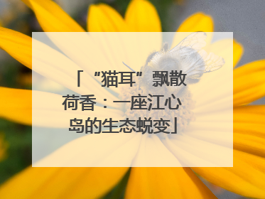 “猫耳”飘散荷香：一座江心岛的生态蜕变