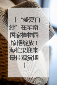 “盛夏白纱”在华南国家植物园惊艳绽放！海杧果迎来最佳观赏期