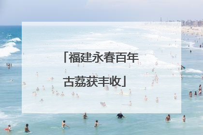 福建永春百年古荔获丰收