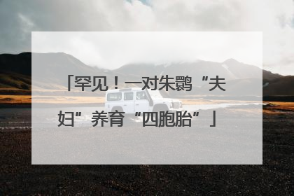 罕见！一对朱鹮“夫妇”养育“四胞胎”
