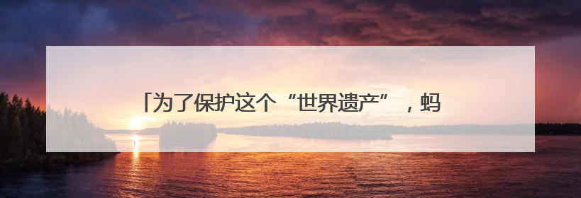 为了保护这个“世界遗产”，蚂蚁森林在云南再“种”新项目