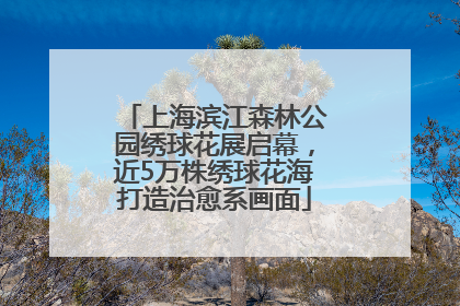 上海滨江森林公园绣球花展启幕，近5万株绣球花海打造治愈系画面