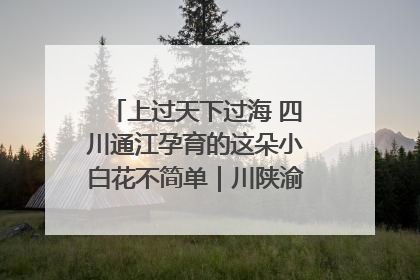 上过天下过海 四川通江孕育的这朵小白花不简单｜川陕渝网络名人巴中行