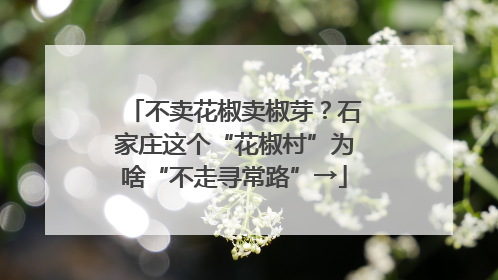 不卖花椒卖椒芽？石家庄这个“花椒村”为啥“不走寻常路”→