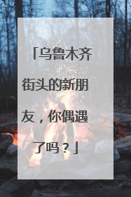 乌鲁木齐街头的新朋友，你偶遇了吗？