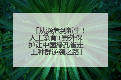 从濒危到新生！人工繁育+野外保护让中国绿孔雀走上种群逆袭之路