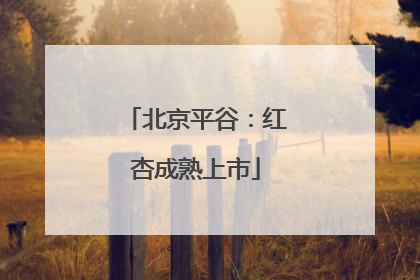 北京平谷：红杏成熟上市