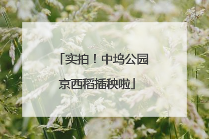 实拍！中坞公园京西稻插秧啦