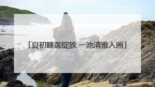夏初睡莲绽放 一池清雅入画