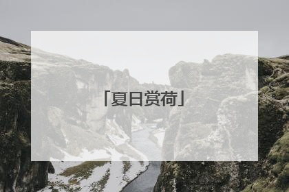 夏日赏荷