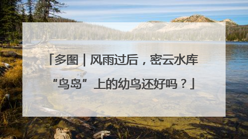 多图｜风雨过后，密云水库“鸟岛”上的幼鸟还好吗？
