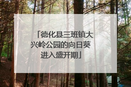 德化县三班镇大兴岭公园的向日葵进入盛开期