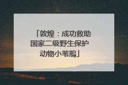敦煌：成功救助国家二级野生保护动物小苇鳽