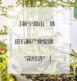 新宁崀山：铁皮石斛产业绽放“花经济”