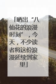 晒出“八仙花的浪漫时刻”，今天，不少读者将这份浪漫延续到家里
