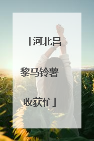 河北昌黎马铃薯收获忙
