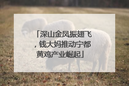 深山金凤振翅飞，钱大妈推动宁都黄鸡产业崛起