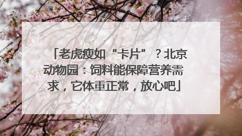 老虎瘦如“卡片”？北京动物园：饲料能保障营养需求，它体重正常，放心吧