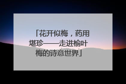 花开似梅，药用堪珍——走进榆叶梅的诗意世界