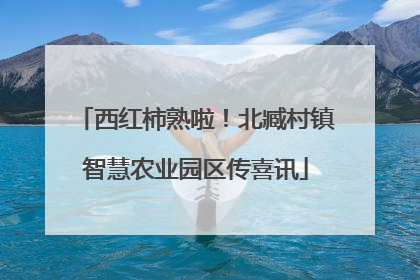 西红柿熟啦！北臧村镇智慧农业园区传喜讯