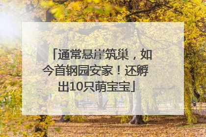 通常悬崖筑巢，如今首钢园安家！还孵出10只萌宝宝