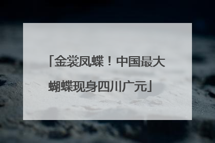 金裳凤蝶！中国最大蝴蝶现身四川广元