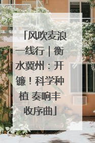 风吹麦浪一线行｜衡水冀州：开镰！科学种植 奏响丰收序曲