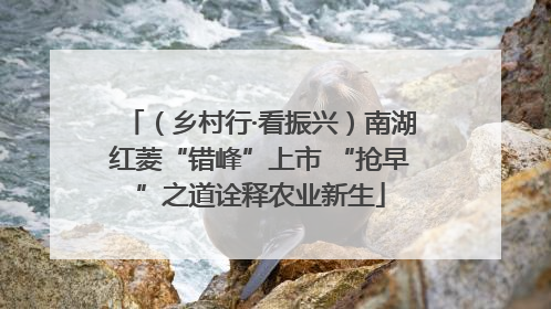 （乡村行·看振兴）南湖红菱“错峰”上市 “抢早”之道诠释农业新生