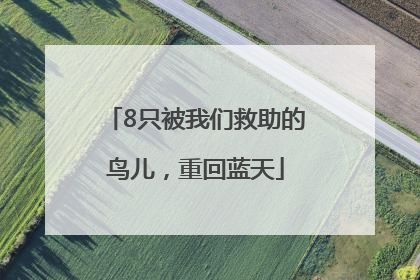 8只被我们救助的鸟儿，重回蓝天